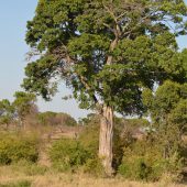  The Serengeti, TZ